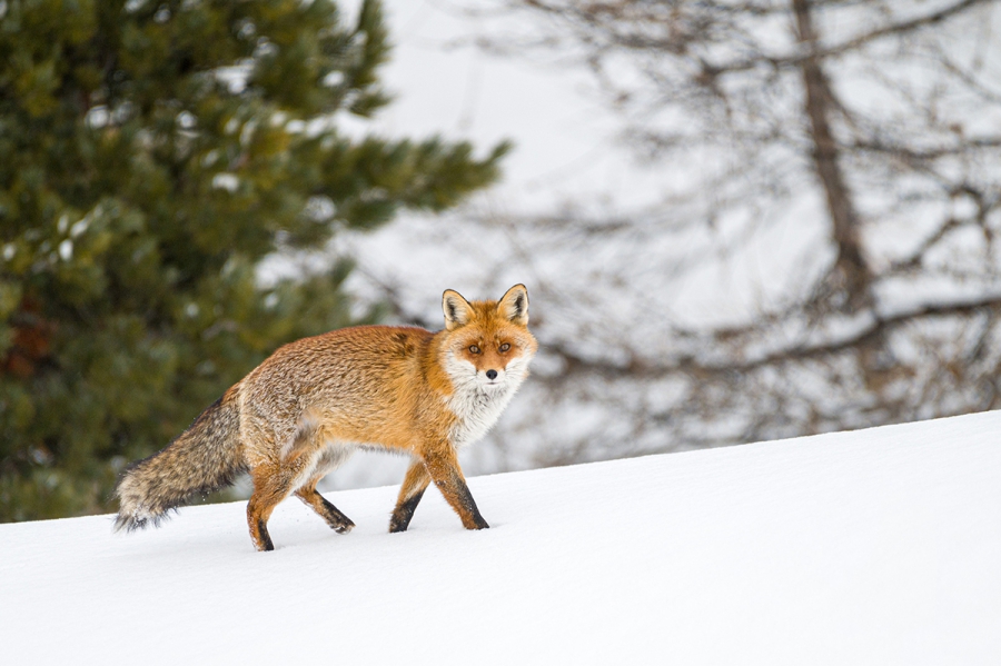 Vijf tips om de besneeuwde bossen in de Alpen te verkennen